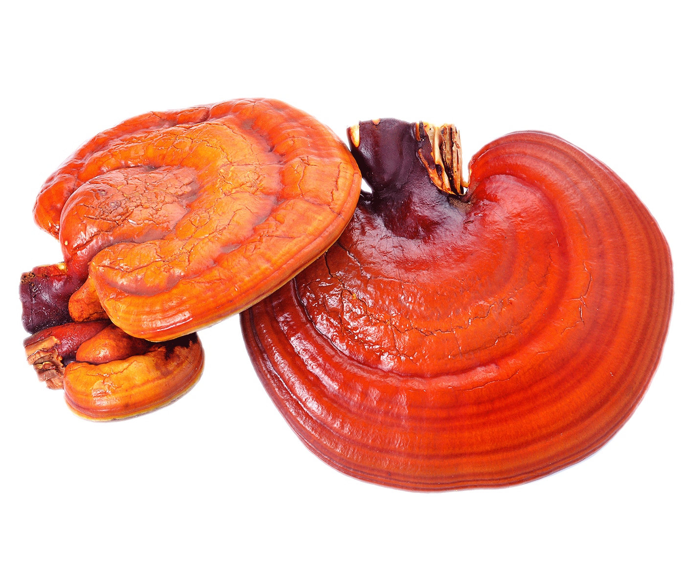 Reishi Mushroom
